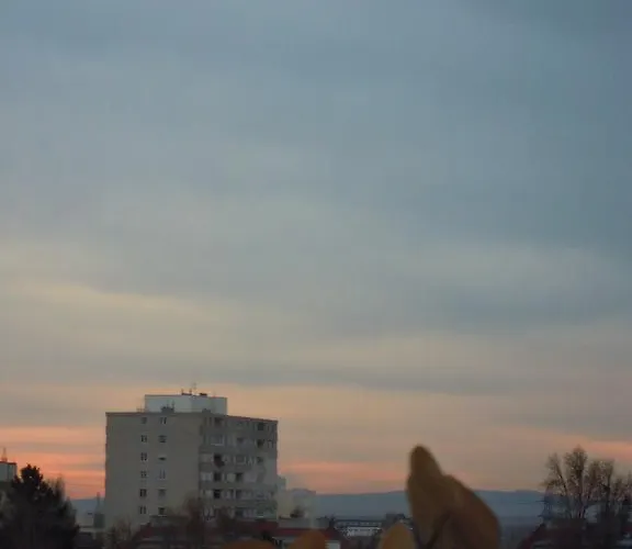 Orchidee * Wiener Neudorf